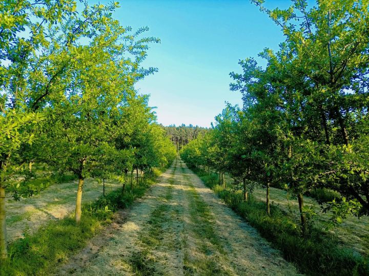 Švestkové sady během roku – foto 8