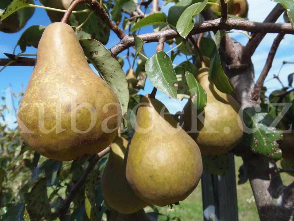 Plody odrůdy Boscova lahvice (hrušeň)
