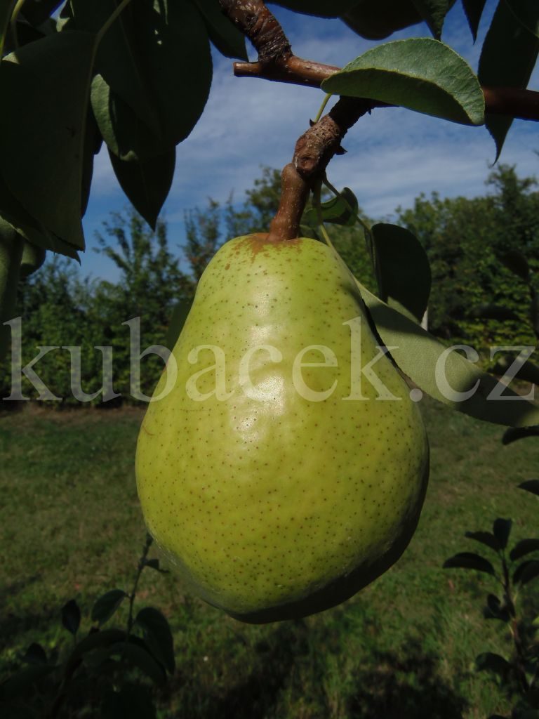 Plody odrůdy Williamsova (hrušeň)