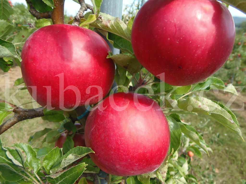 Plody odrůdy Idared (jabloň)