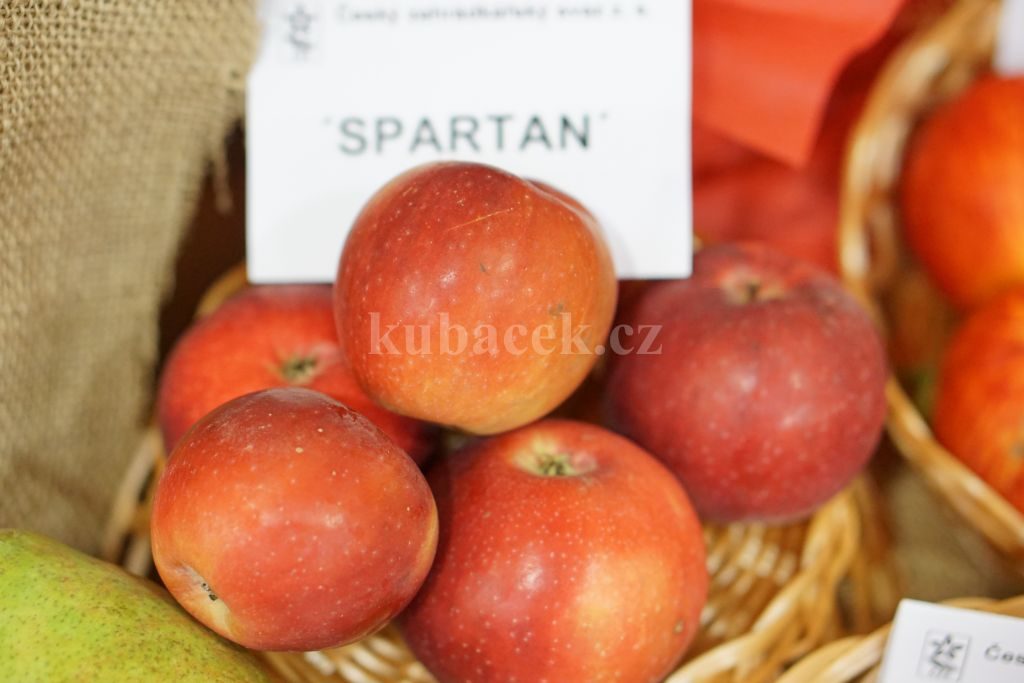 Plody odrůdy Spartan (jabloň)