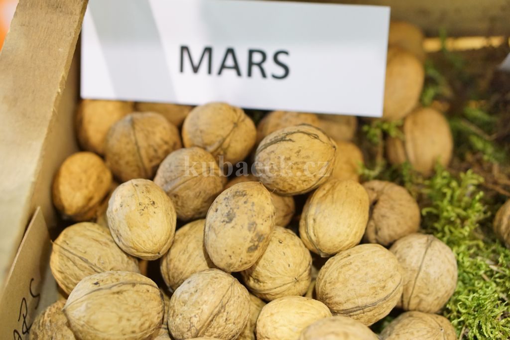 Plody odrůdy Mars (ořešák)