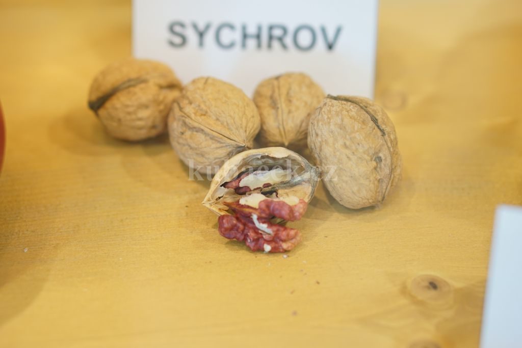 Plody odrůdy Sychrov (ořešák)