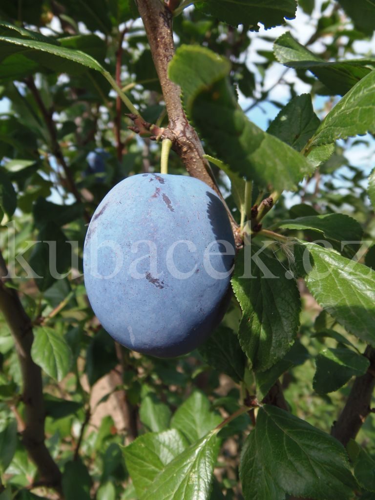 Plody odrůdy Haganta (slivoň)
