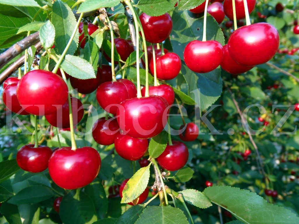 Plody odrůdy Erdi Bötermö (třešeň a višeň)