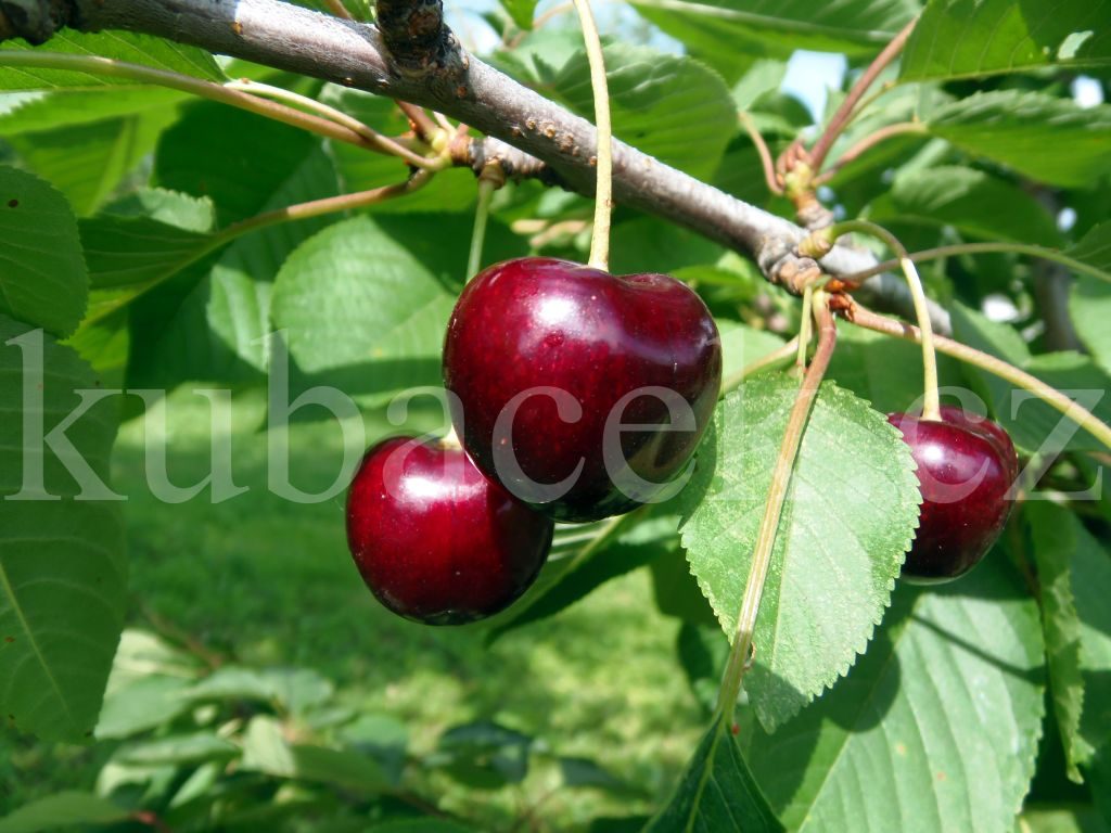 Plody odrůdy Kordia (třešeň a višeň)