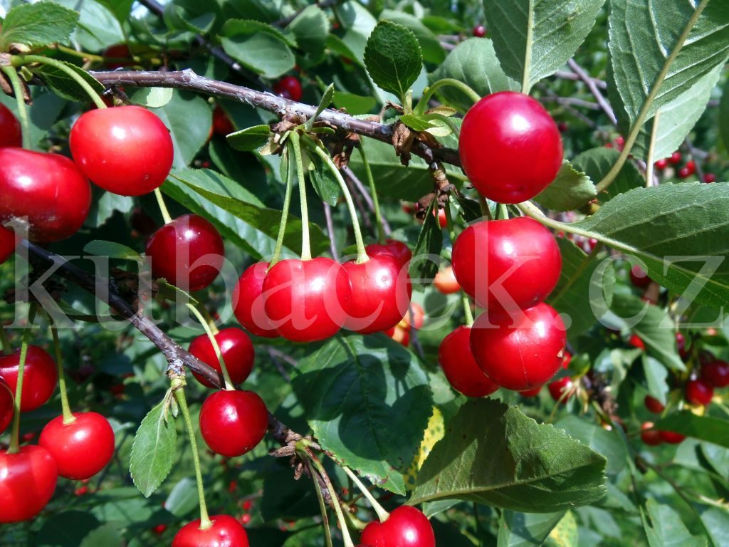 Plody odrůdy Morela pozdní (třešeň a višeň)