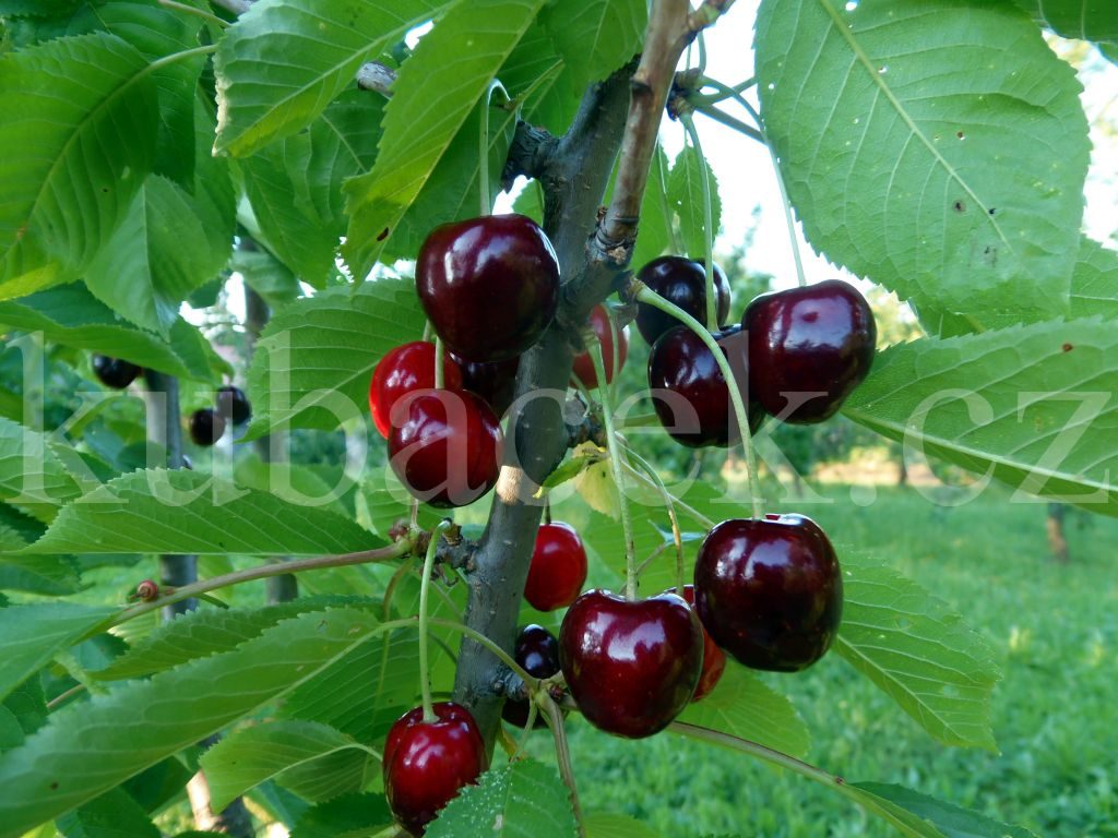 Plody odrůdy Regina (třešeň a višeň)